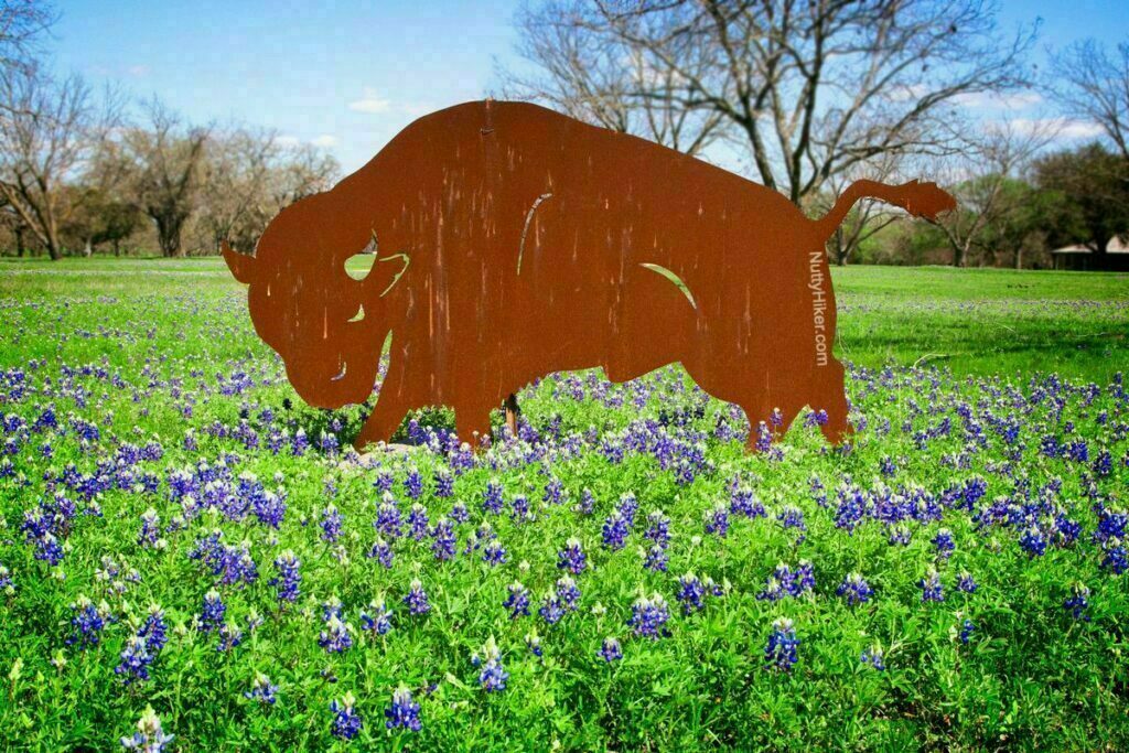 Κεντρικό Texas Bluebonnets στο LBJ State Park & Historic Site