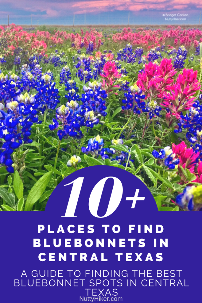 Κεντρικές τοποθεσίες Texas Bluebonnet