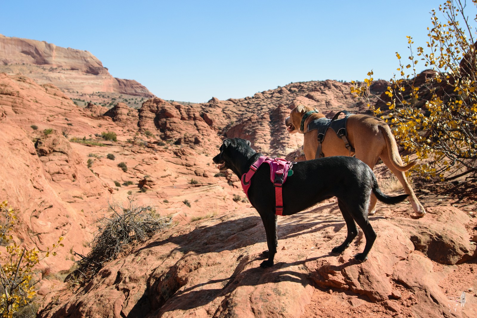 wire_pass_trail-2.jpg