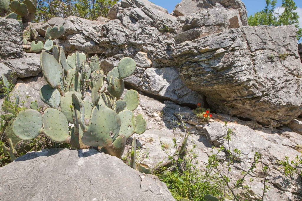 Colorado Bend State Park, Trail Gorman Falls
